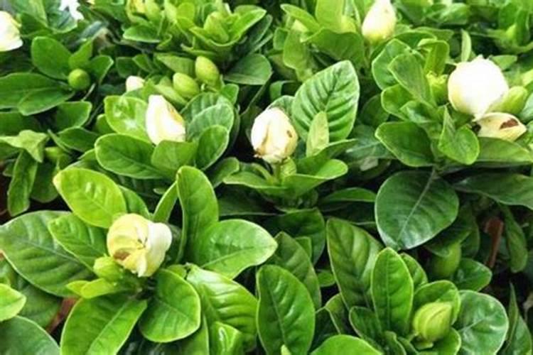 栀子花花苞期怎么施肥