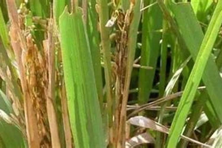 四季豆几天发芽