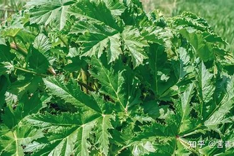 种黄瓜底肥用什么肥料