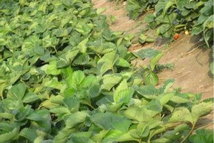 草莓生根壮苗的水溶肥有几种？