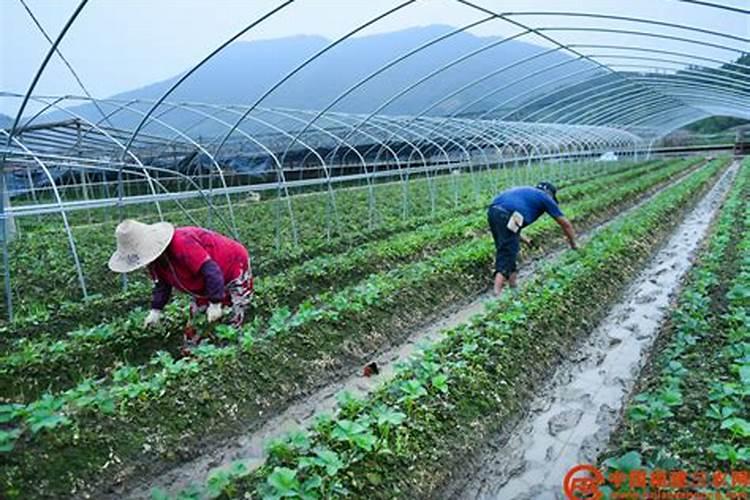 草莓用什么肥料减少畸形果,结果多？草莓专用叶面肥,大棚草莓温度管理