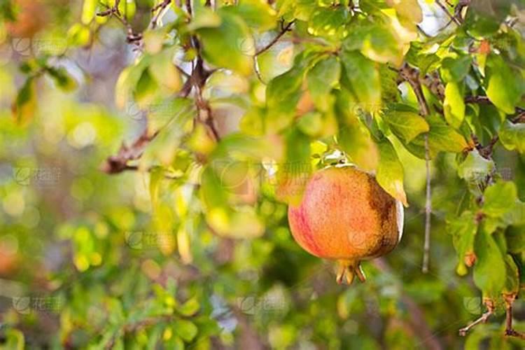 哪位可以说说盆栽石榴树怎么施肥？麻烦具体说说