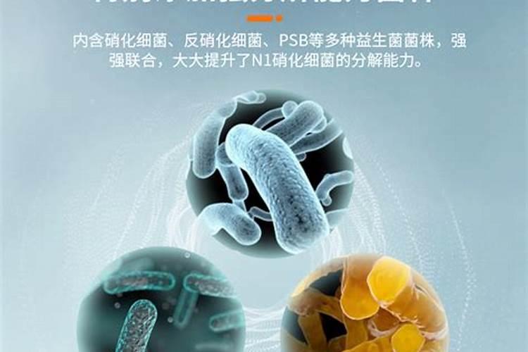 硝化细菌胶囊怎么用在鱼缸