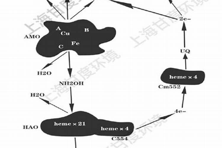 怎么确认硝化菌成功了 硝化菌是自养菌还是异养菌