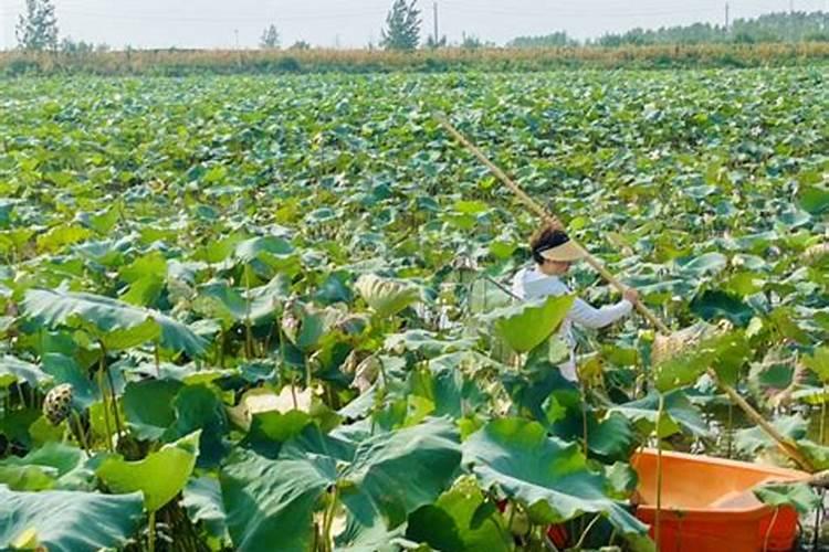 怎样鉴别常用化学肥料的种类？