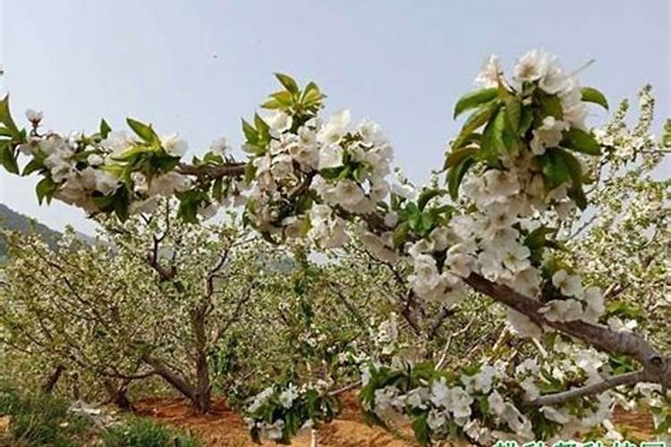 【化肥知识百科】化肥的种类有哪些 化学肥料知识大全