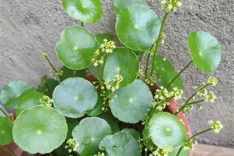 水培铜钱草施什么肥