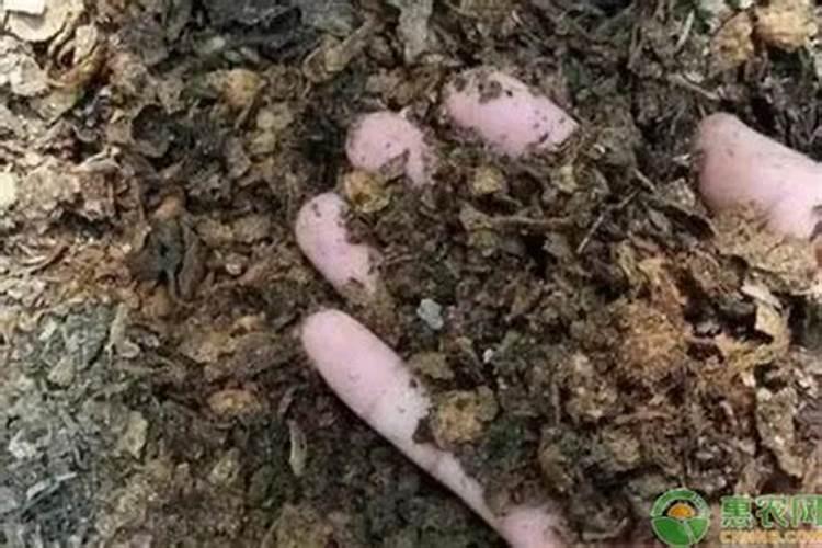 腐殖质是什么意思