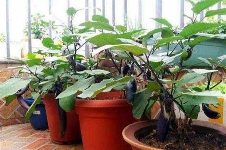 高氮肥在果树上效果怎么样？