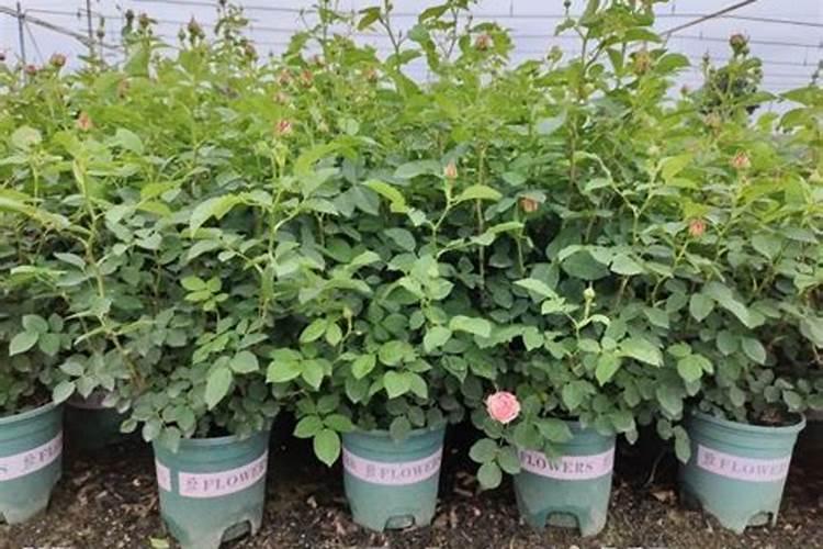 新栽的月季多久施肥