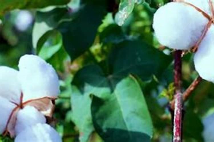 养花氮磷钾口诀,氮磷钾肥怎样施肥效果好