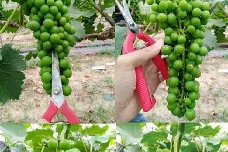 葡萄什么时候施肥