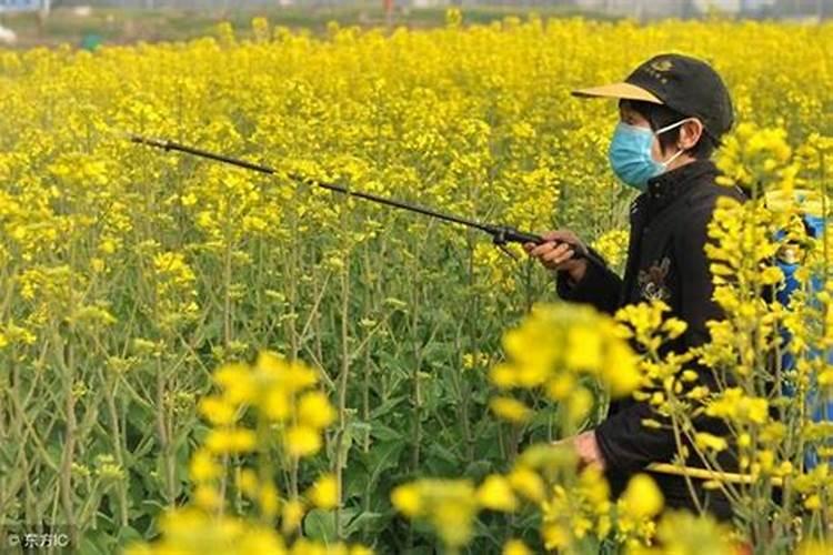 油菜如何喷施硼肥？油菜施硼肥注意事项？