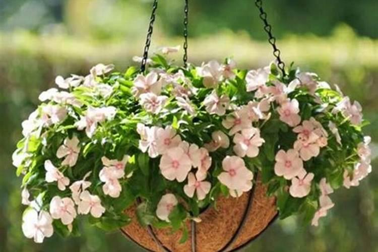 大枣里都含有什么营养成分