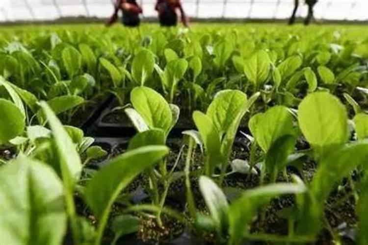 水溶肥埋地里化么