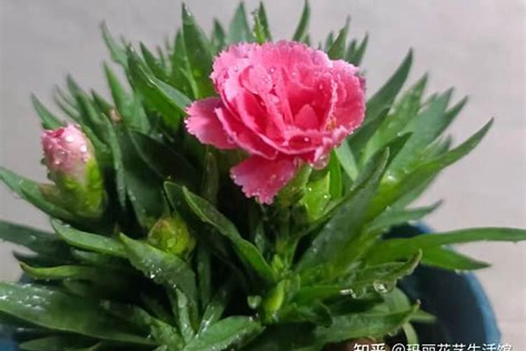 康乃馨盆栽怎么养
