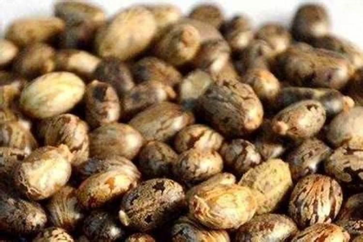 家庭有机肥的制作方法