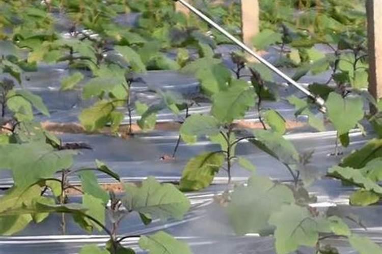 想对一棵果树用红糖和白醋泡,这二者分别要用多少