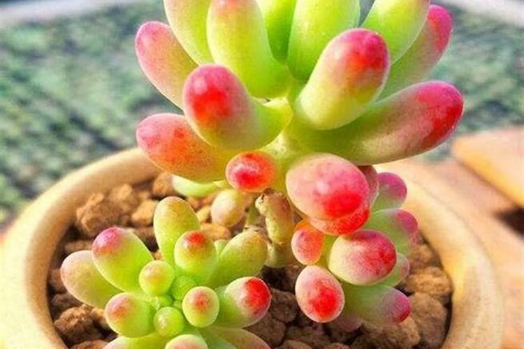 盆栽多肉植物施什么肥 该如何施肥