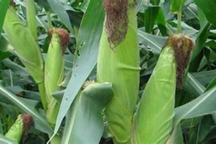 9月柑橘幼树成年树管理要点 种植注意事项总结