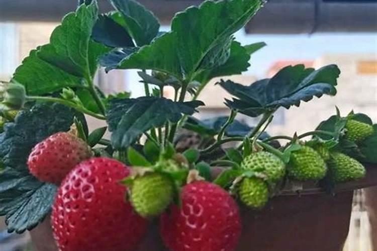 冬天怎么养草莓