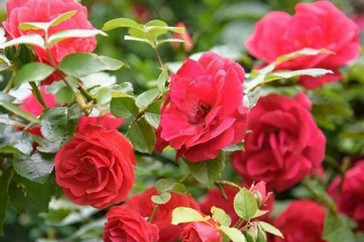 养殖菠菜应该怎么施肥 菠菜的施肥方法