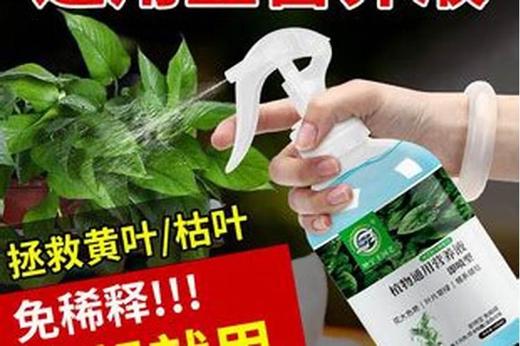 水培铜钱草施什么肥