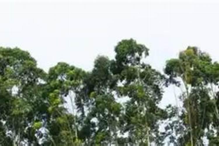 3到4年的桉树可以放几斤磷肥