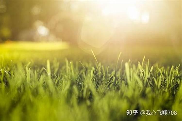 花卉叶面肥多久喷一次比较好 叶面肥打多了有害吗