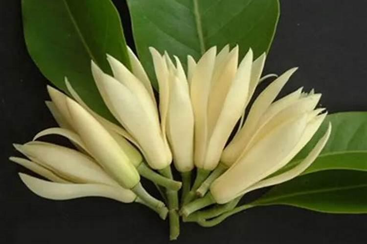 白兰花用什么肥料 怎么用