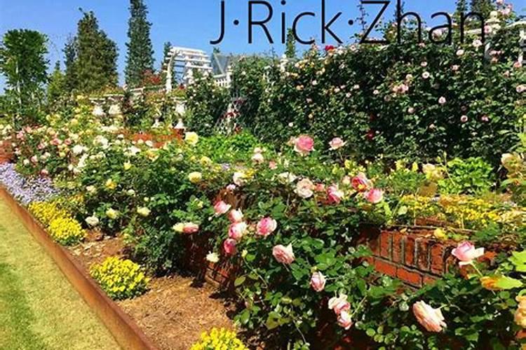 月季为什么要喷施叶面肥杀菌剂添加叶面肥有何作用