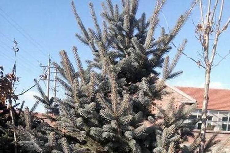 移栽云杉枯黄如何治疗？