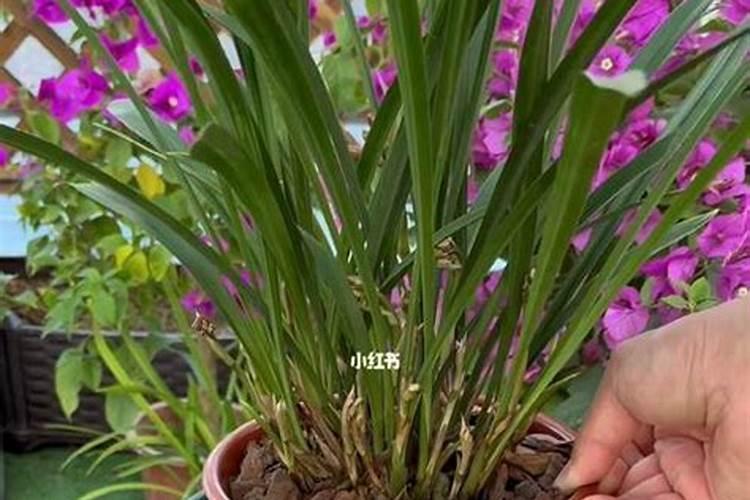 在白萝卜基肥使用上,该掌握哪些使用要领？