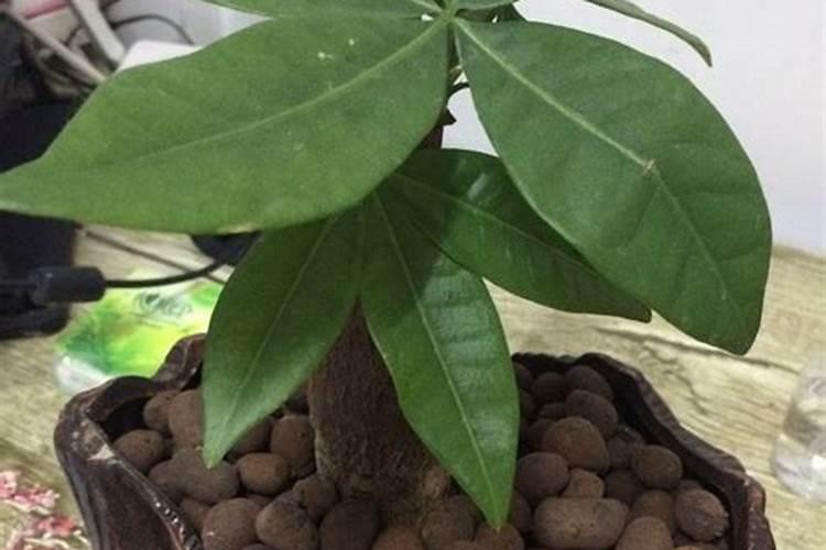 磷酸二氢钾可以浇多肉吗