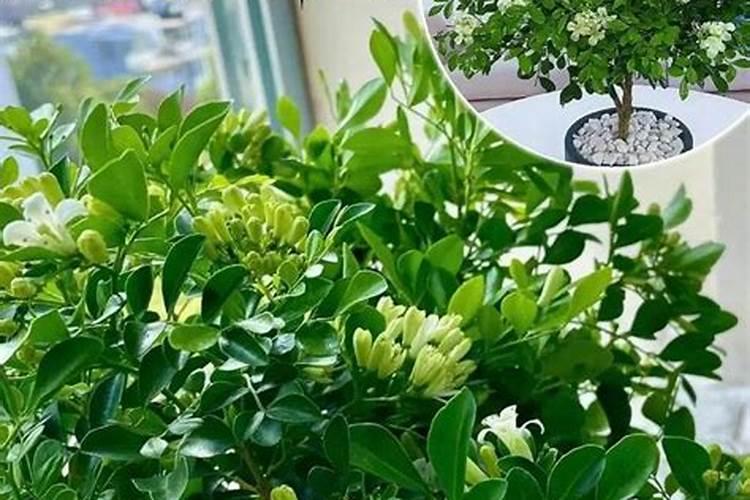 大豆高产种植怎么做？施肥管理建议这样