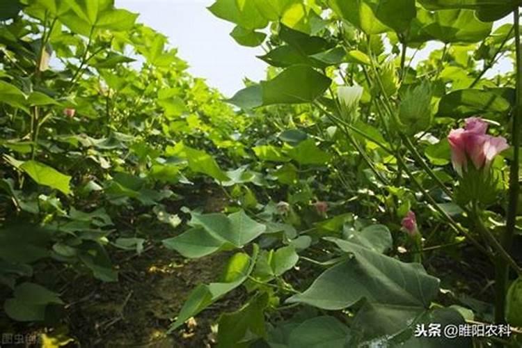 控释肥一次给多少