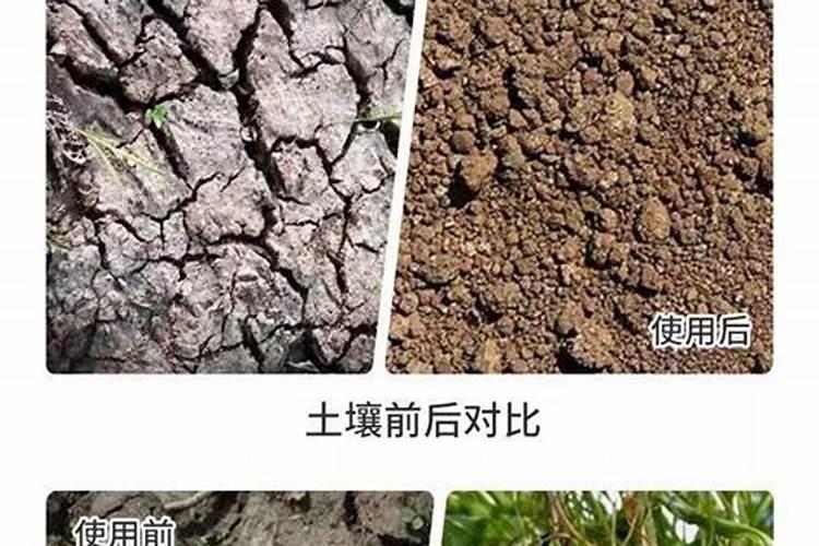 糖化硼肥片真能防虫吗