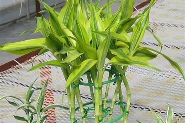 如何让富贵竹快速长高