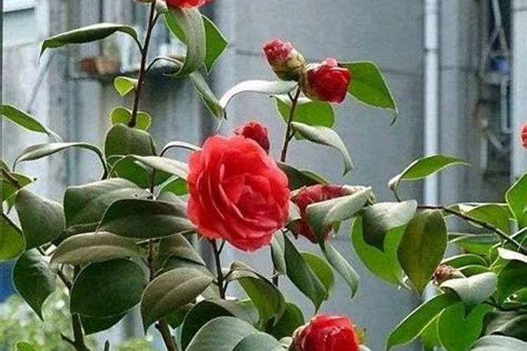 高钾肥适合浇什么花