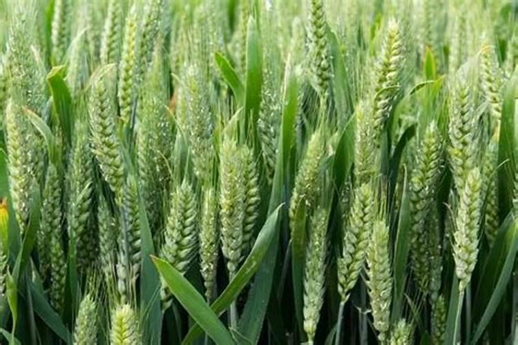 芸豆长到多高打尖好