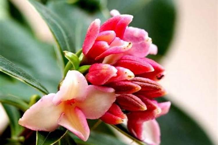 瑞香花不长花蕾怎么办呢