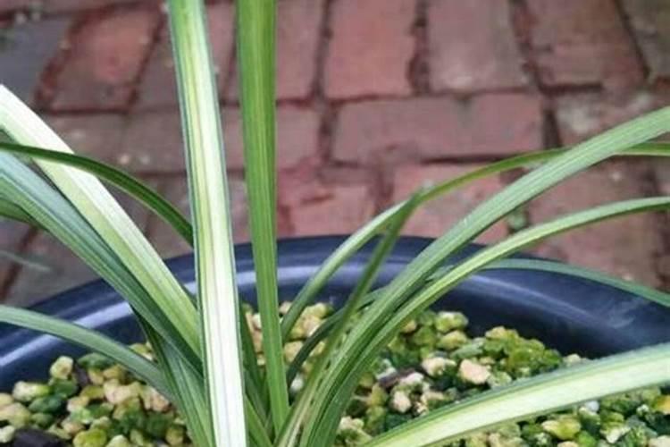 兰草花施什么肥料