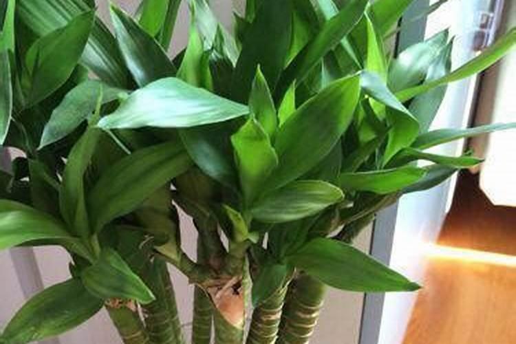 富贵竹用什么肥料最好