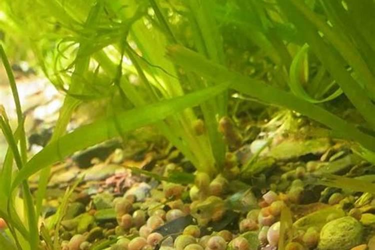 种菜施肥用什么水溶肥料好？