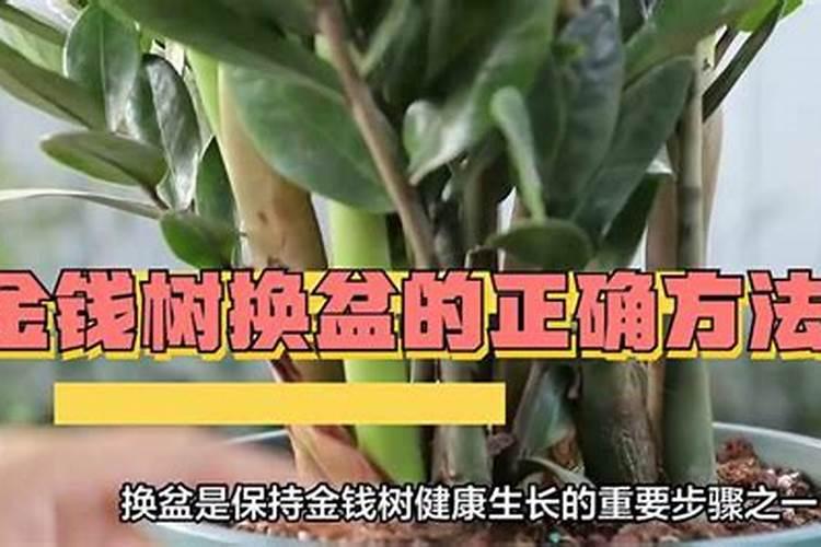 金钱树的养殖方法和注意事项