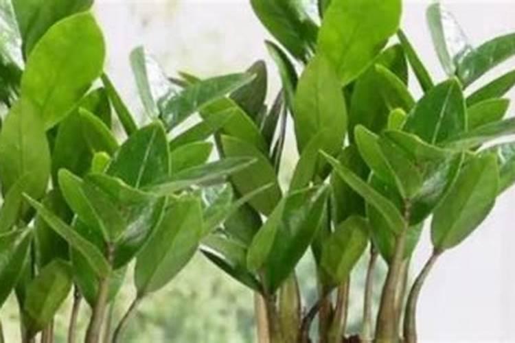 金钱树施土壤肥和叶面肥能同时进行吗？