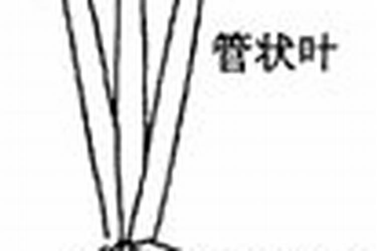 洋葱虽然味道刺鼻但很多人爱吃,洋葱专用根茎块膨大素哪个好？