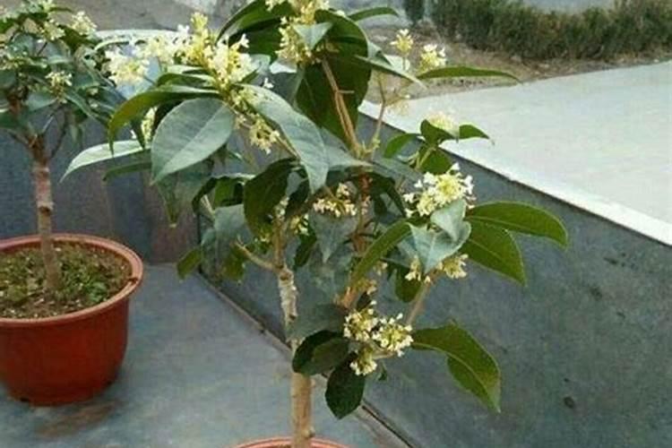 桂花树树叶变黄怎么？