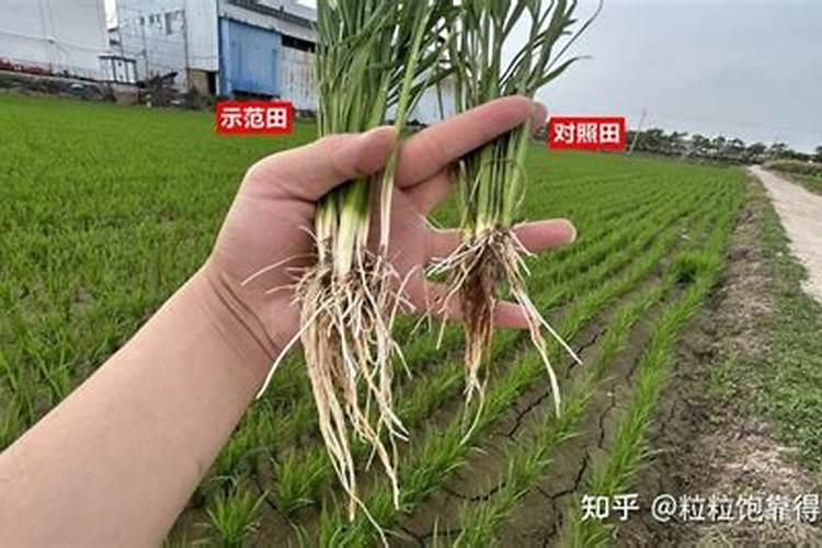 富硒水稻富硒大米富农家硒无忧富硒技术介绍