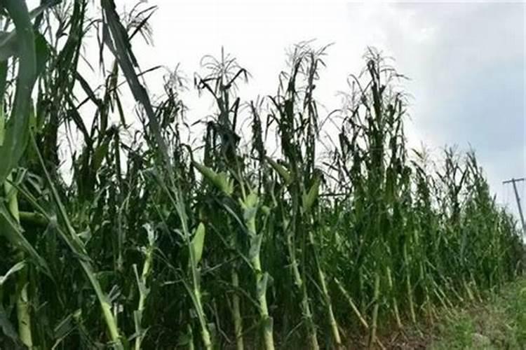 偏施氮肥易造成蔬菜受到的化学性危害是什么原因